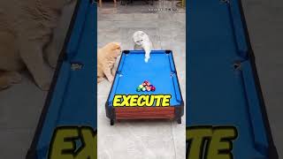 Cats playing balls? ☠️ #viralvideo #shorts