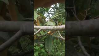 #shorts #fypシ #durian #viral #viralvideo #fypシ゚viral #indonesia #short #shortvideo #subscribe