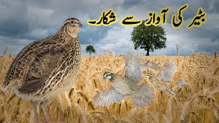 Bater ki awaz||Quail sound