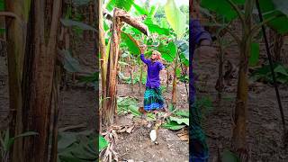 Bananas tree's cutting skills 🌴(ep-56).#shorts #shortvideo #trending