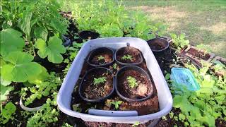 Organic Back to Eden Container Gardening 19 July 2018