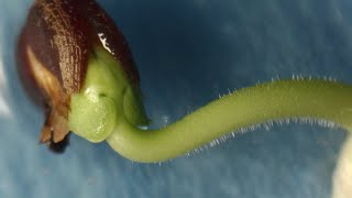 Roselle (Hibiscus sabdariffa) seed germination timelapse