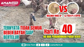 Part #40 | 60 Hari Perbandingan Malindo 9905 SP Vs CJ Feed IP-3 Super