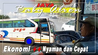 TERNYATA NYAMAN+BANTER🔥EKONOMI++ PO JAYA KUNING BABY ALIEN||