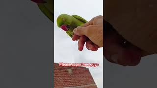 parrot ko mobile bala bukhar/mummy mujhe bukhar Ho Gaya #funny #parrot #vairal