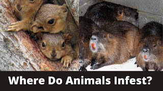 Where Do Animals Infest?