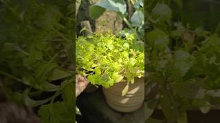 💯🤯"धनिया😱🔥 उगाएं 7 दिनों में  How to Grow Coriander Faster at Home with Easy Tips#shortsfeed #garden