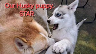 Husky puppy playing with fully grown Husky. One month in and star is stronger.