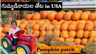 అమెరికాలో గుమ్మడికాయల తోట||Pumpkin patch In USA||Telugu Vlogs From USA||Telugu Vlogs