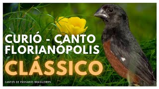 🎵🐦 CANTO DE CURIÓ FLORIANÓPOLIS CLÁSSICO: IDEAL PARA ENSINAR FILHOTES COM INTERVALO!