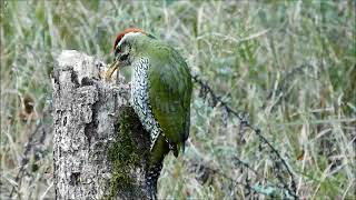 scaly bellied woodpecker 2