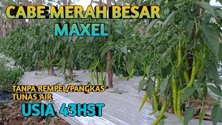 CABE MERAH BESAR MAXEL USIA 43HST BUAH SUDAH LEBAT #cabemerahbesar #cmk