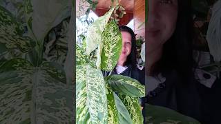 Dieffenbachia, uma planta ornamental muito fácil de cultivar.(comigo ninguém pode)