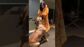 Big Boerboel Loves Kisses #trendingshorts #shortsfeed #boerboel