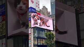 3D Cat Shinjuku 2023-6-2