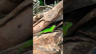 COCO-la iguana | #shorts #short #short #shortvideo