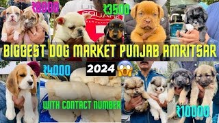 Cheapest Dog Market in Amritsar ,Punjab 😀 German shepherd, Dogo,Cane Corso ...