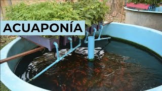 ¿Qué es la ACUAPONÍA  Ecosistema de PLANTAS y PECES🐟