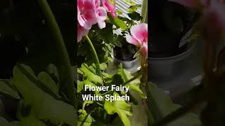 Pac Flower Fairy White Splash