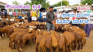 Super market of Red sheep - Gauribidanur santhe