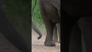 lucky to capture the moments after an elephant gave birth