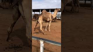 Camel breeding bull in rut season