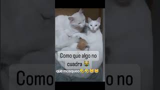 No sé que paso aqui #humor #shortvideo