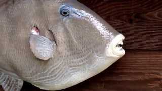 Gray triggerfish replica by Anglers Choice Fish Mounts