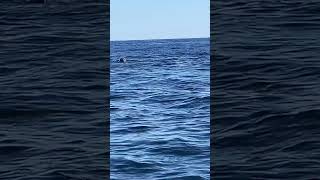 NY Dolphin feeding frenzy #desmondfishnreef #bluefintuna #tuna #yellowfin