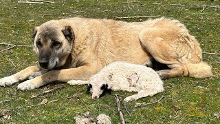 ПАСТУШЬЯ СОБАКА ЖДЕТ РОДОВ ОВЦЫ И ЯГНЕНКА / ХАОС, ГУСИ БОРЮТСЯ ЗА МЕСТО