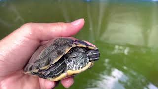 Red ear turtle