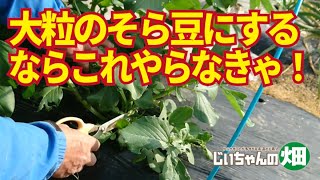 大粒のそら豆にしたいなら1月か2月にこれやらなきゃ！整枝、土寄せ、追肥！　1/7