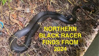 Northern Black Racer finds from 2024