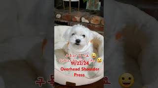 Shoulder Exercise 어깨운동 11/22/24 #overheadpress #오버헤드숄더프레스 #shoulderworkout