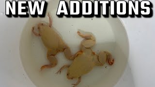 BUYING 2 ALBINO Frogs for AQUARIUM?