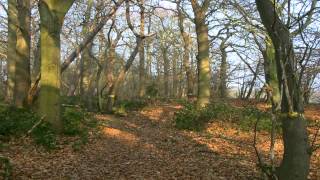 Hainault Forest Country Park Chingwell Essex