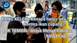 DAMPAK ADANYA KONTES CUPANG