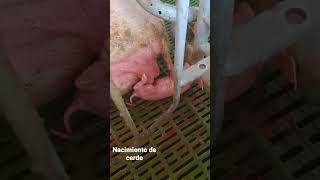 Nacimiento lechon. #cerdos #suinos #porcicultura #campoargentino #agro #valoragregado #suinocultura