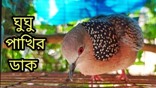 ❤️‍🔥❤️‍🔥ঘুঘু পাখির ডাক/Dove bird calls/gugu pakir dak/ dove trap sounds/পাখির ডাক#bmmedia1