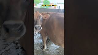 #jersey #cow #farming #phddairywala #viralvideo #shortvideo #shorts #ytshorts