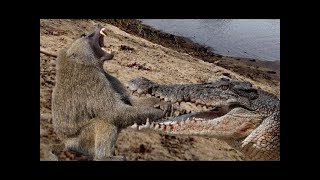 National Geographic Documentary - Crocodile vs Baboon - Wildlife Animal