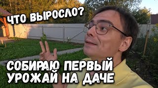 Поехал на дачу собрать первый урожай, что выросло? Дачный влог после болезни, все вырастил сам