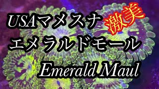 USAマメスナ エメラルドモール　EmeraldMaul