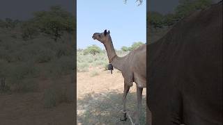 Sound of Bell and Camel #ytshorts #camelinthedesert #shorts