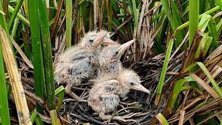 Bittern Feeding Babies | Baby Birds Eat Fish |