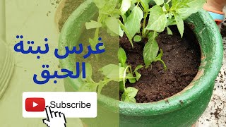 طريقة غرس نبتة الحبق في المنزل 🌿🌿 روتيني مع ابنتي