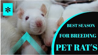 which season is best for breeding rats