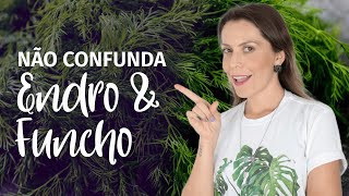 Diferença entre ENDRO e FUNCHO | Benefícios do ENDRO