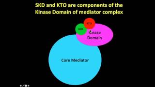 H Sultana: Mediator subunit skuld is required sex specifically for ovary development.