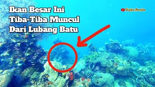 Sungguh Diluar dugaan | Ikan Besar ini Bukan Target Utama | Tiba-Tiba Saja Muncul dari Lobang Batu